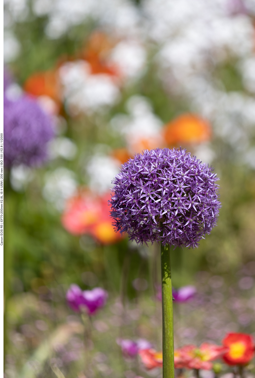 Acker Knoblauch [Allium ampeloprasum]