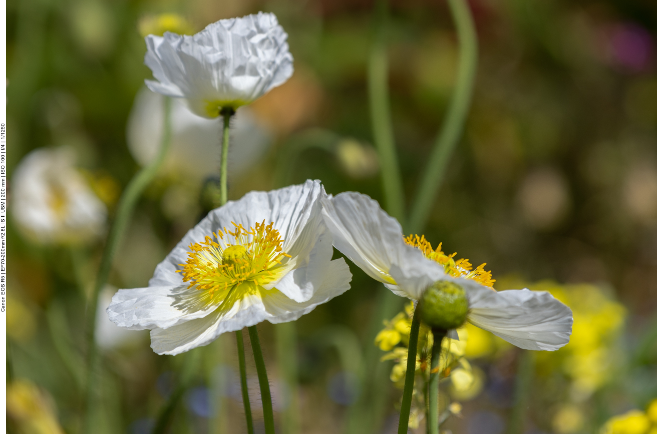 Alpen-Mohn [Papaver alpinum]