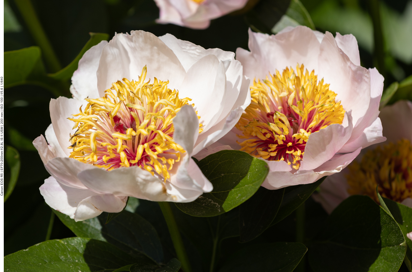 Korallen-Pfingstrose [Paeonia broteroi]