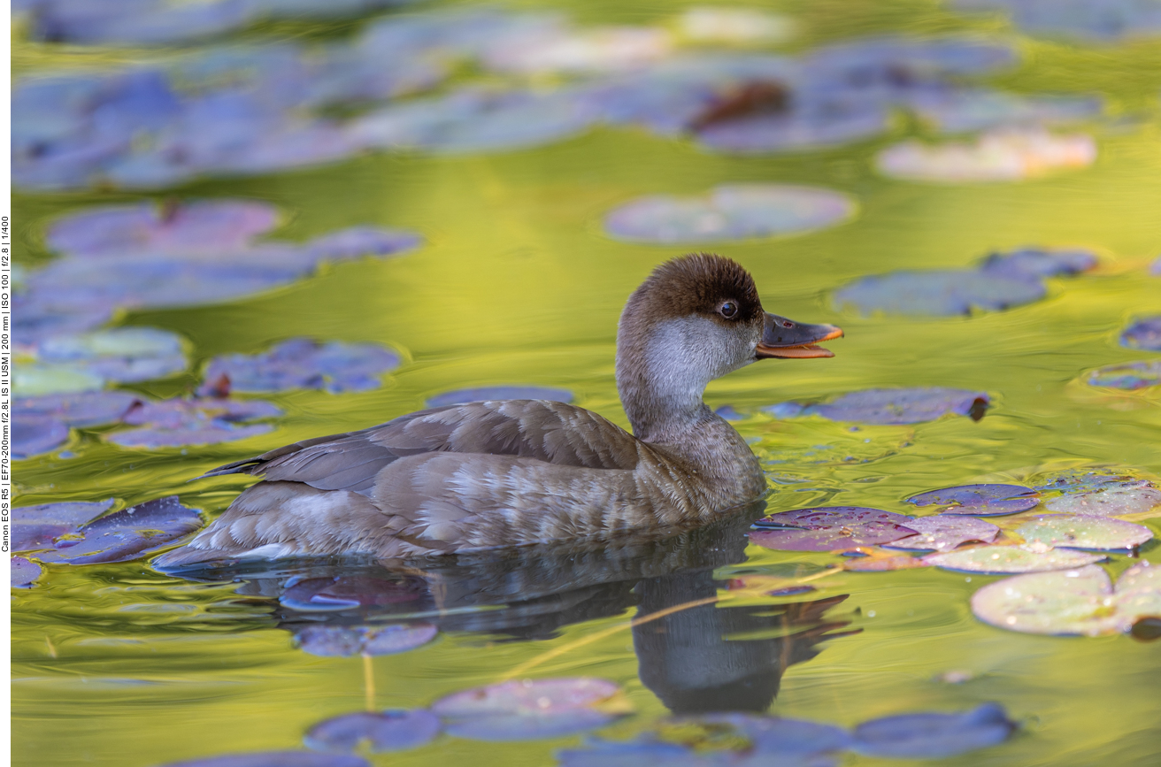 Ente (nicht bestimmt)