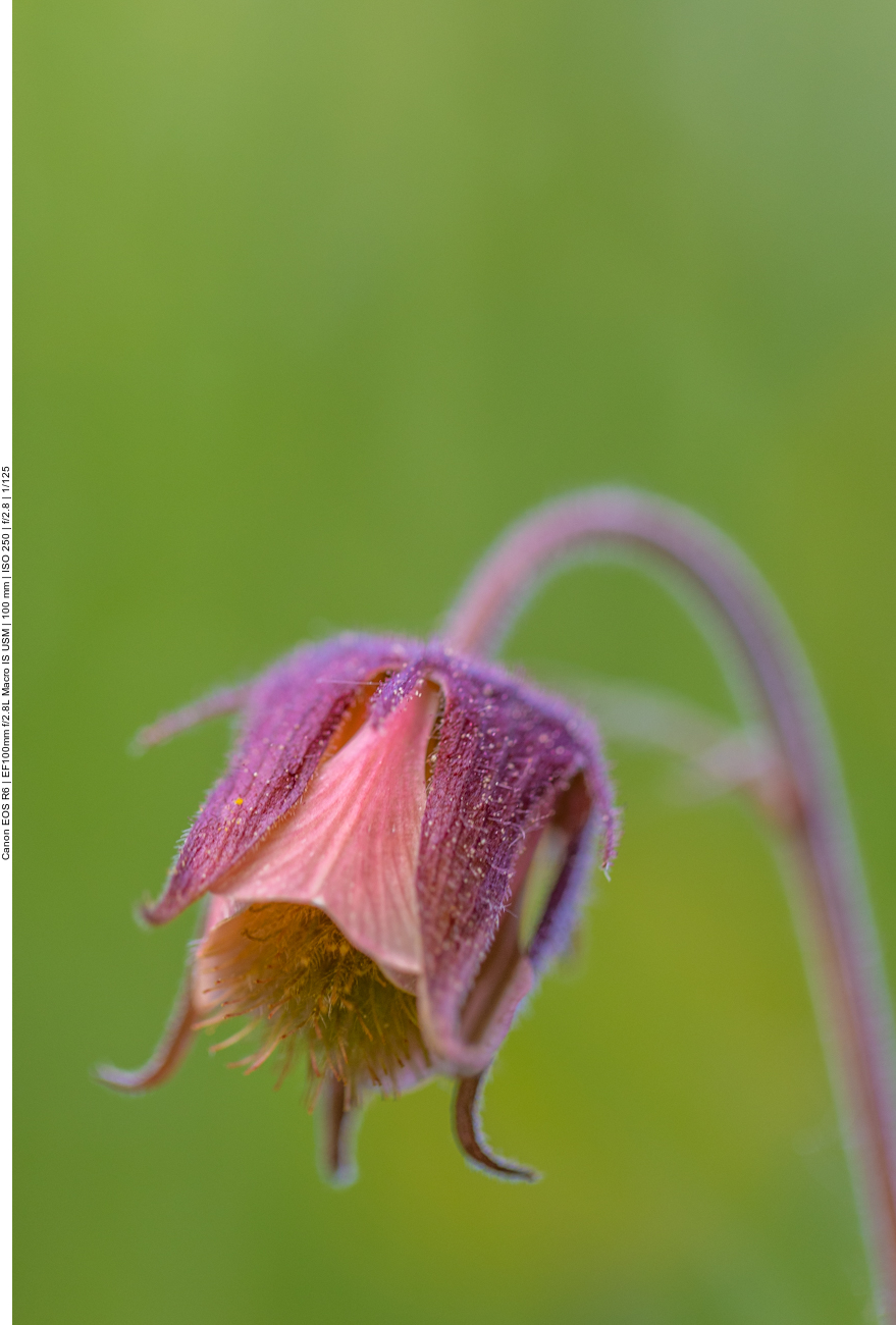 Bach-Nelkenwurz [Geum rivale]