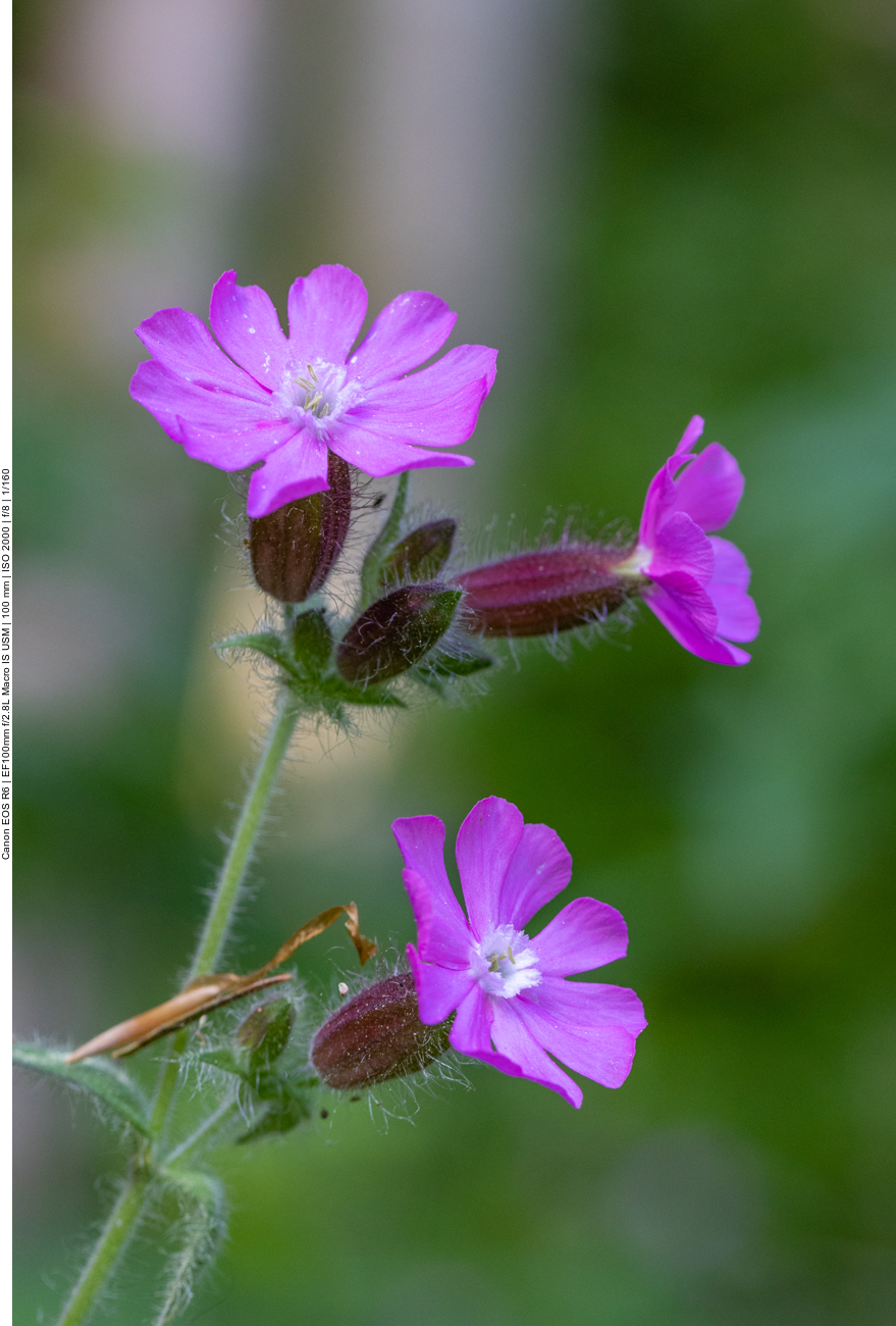Stinkender Storchenschnabel [Geranium robertianum]
