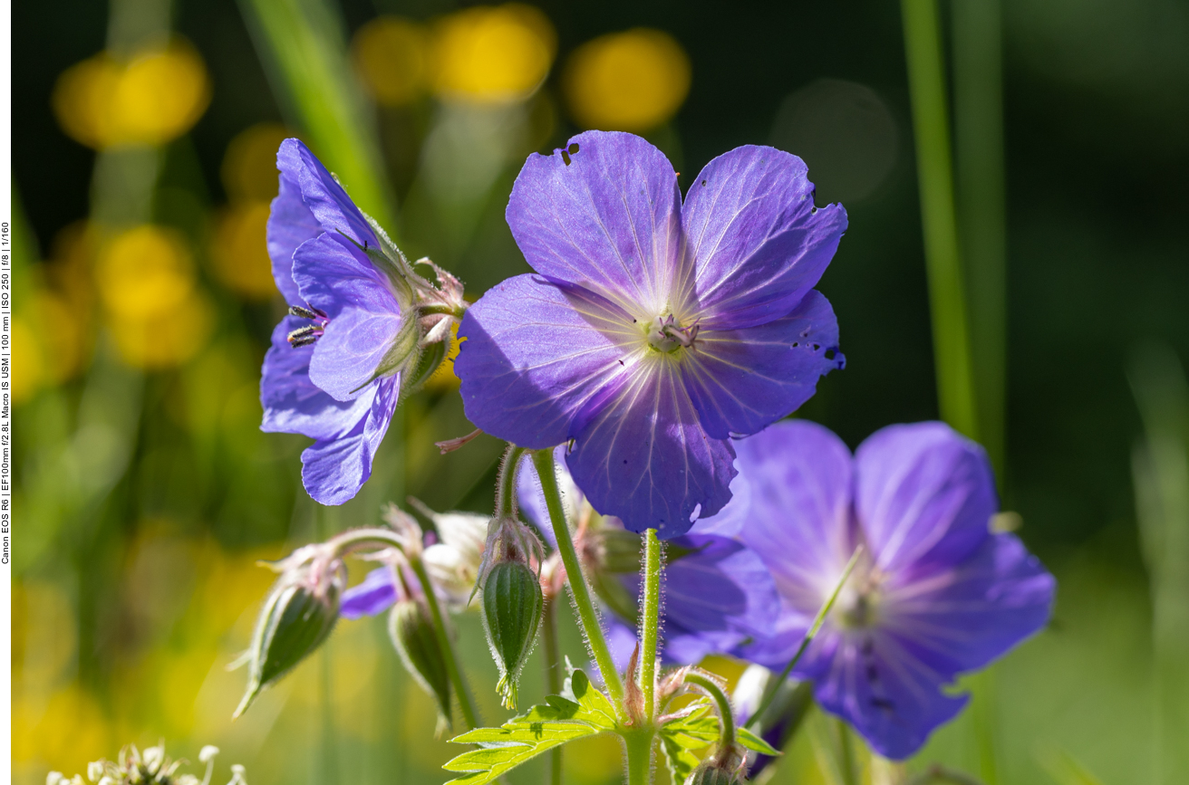 Wiesen-Storchschnabel [Geranium pratense]