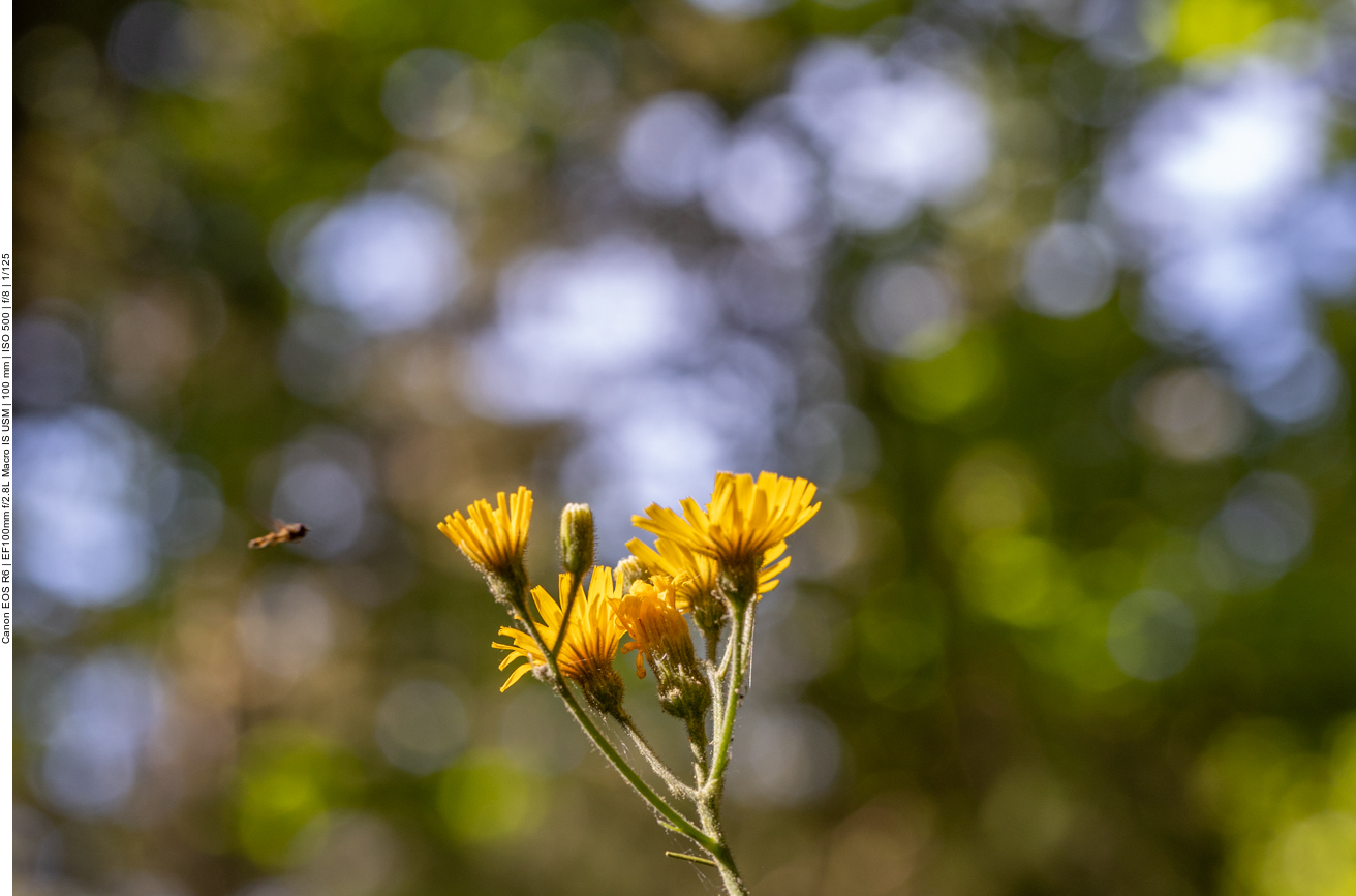 Schwebfliege im Anflug auf Dolden-Habichtskraut [Hieracium umbellatum]