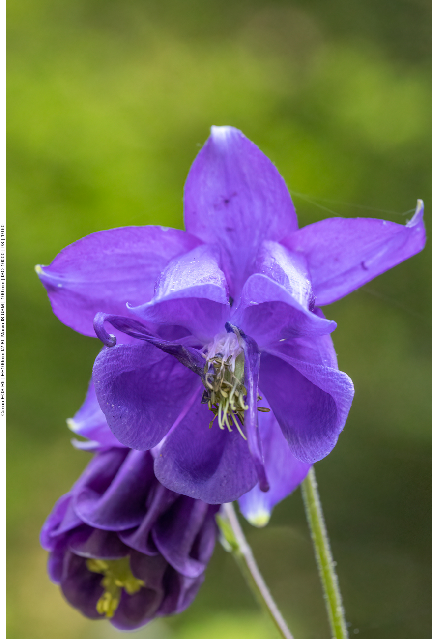 Gemeine Akelei [Aquilegia vulgaris]