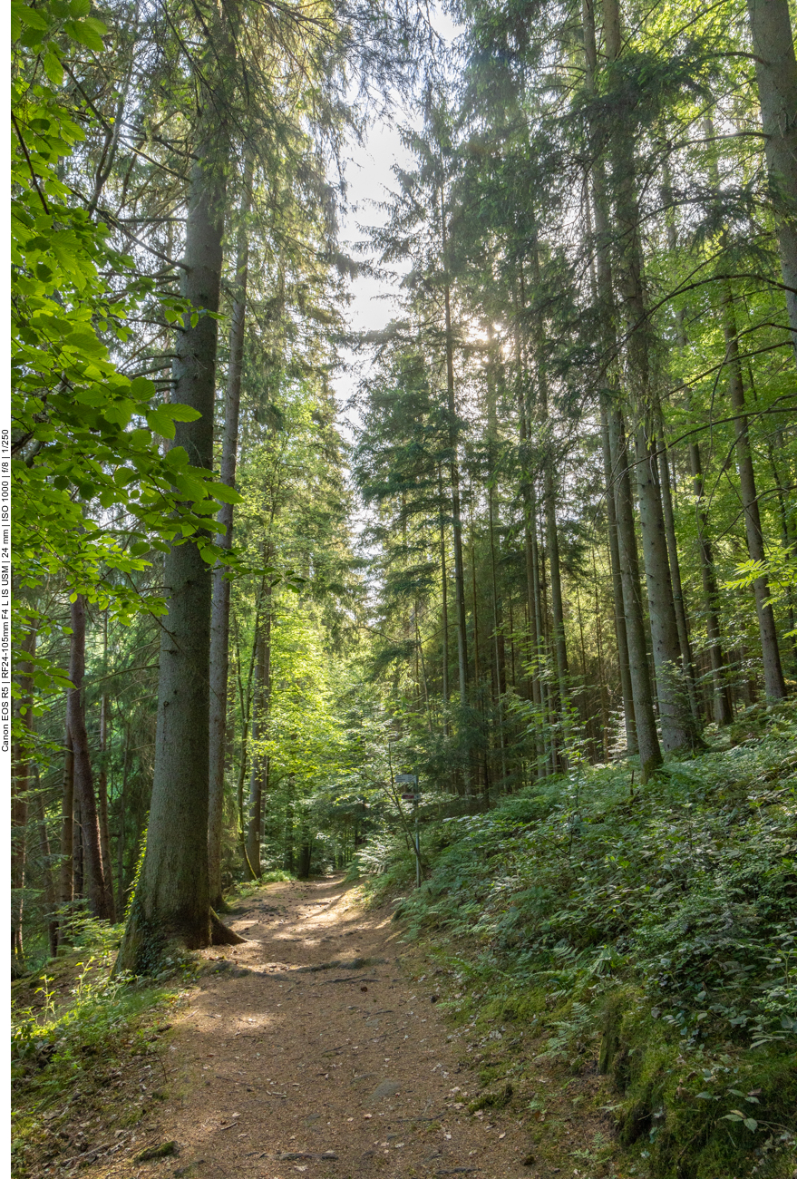 Schöner Waldweg