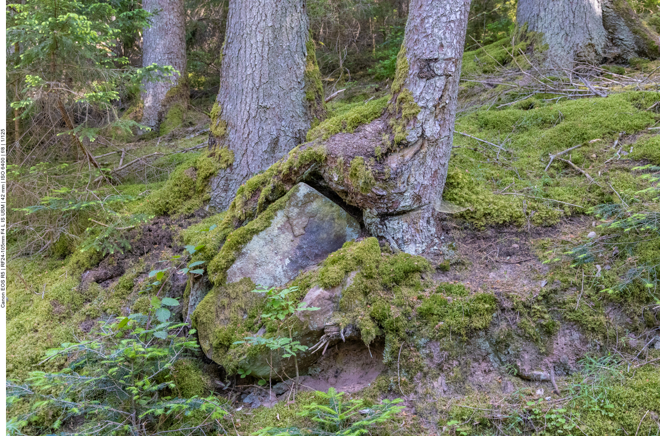Baum frisst Stein ;-)