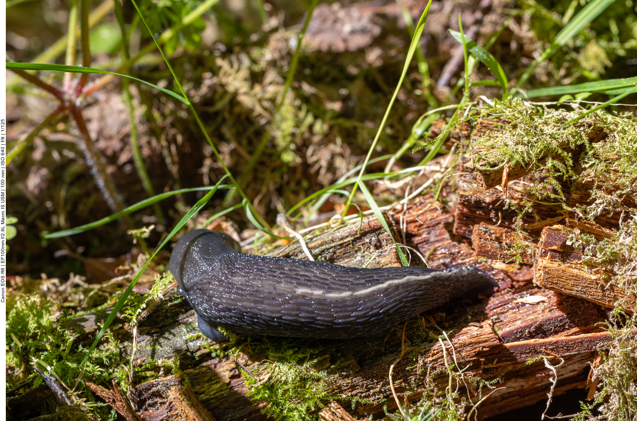Schwarze Wegschnecke [Arion ater]