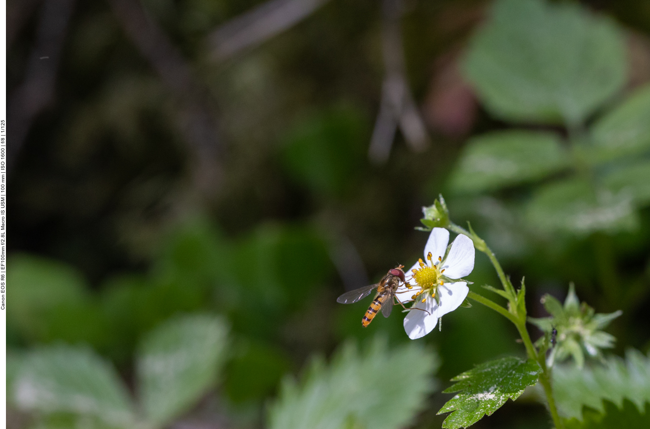 Schwebfliege an Erdbeerblüte