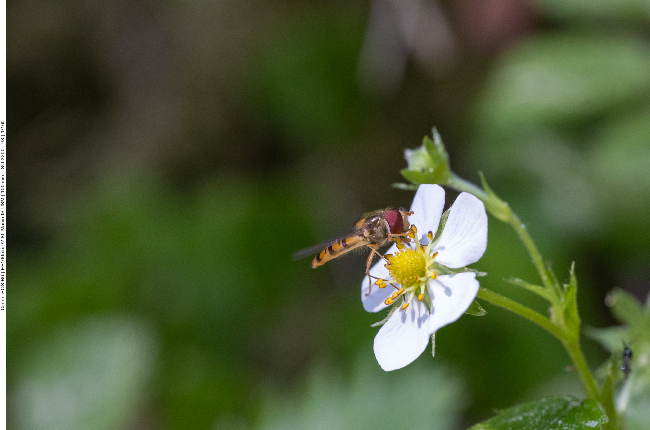 Schwebfliege an Erdbeerblüte