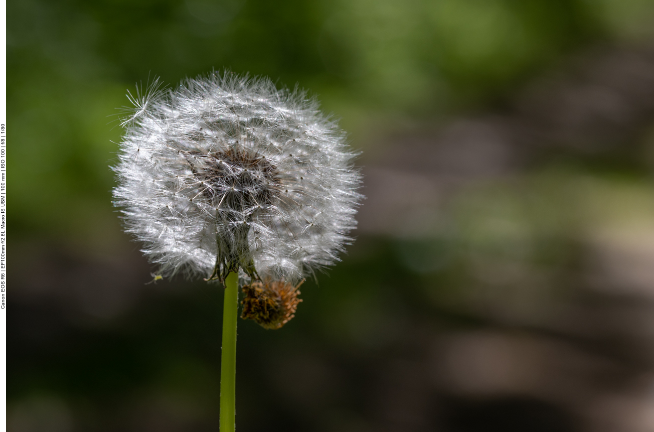 Löwenzahn [Taraxacum campylodes]