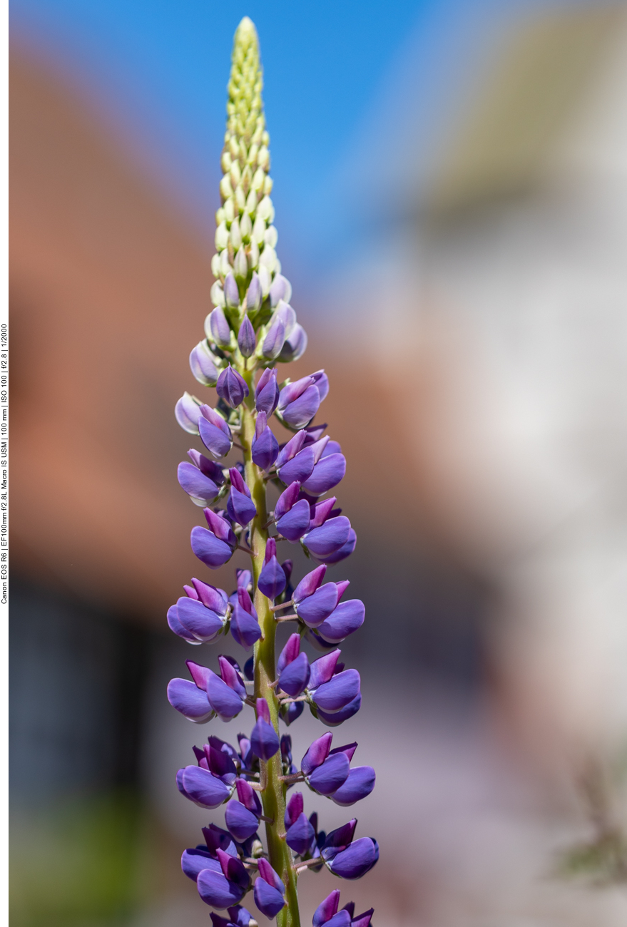 Garten Lupine [Lupinus polyphyllus]