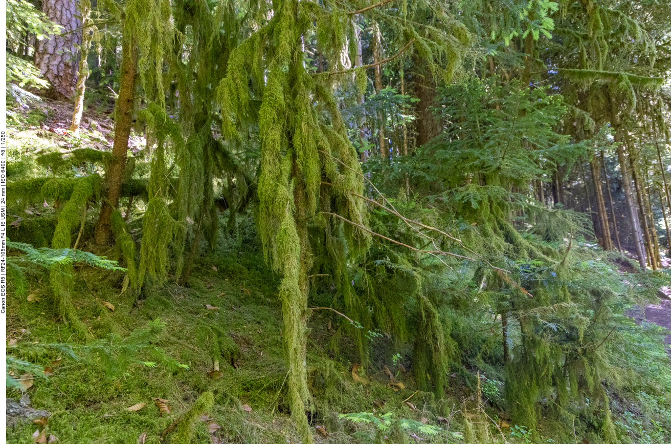 Dichtes Moos an den Bäumen