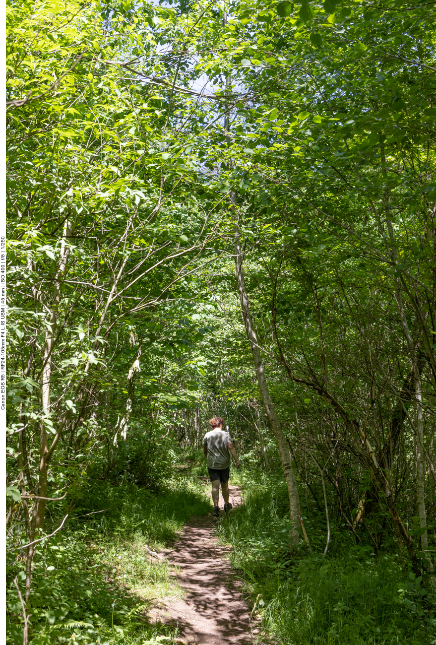 Durch dichten Wald laufen wir zum Parkplatz zurück
