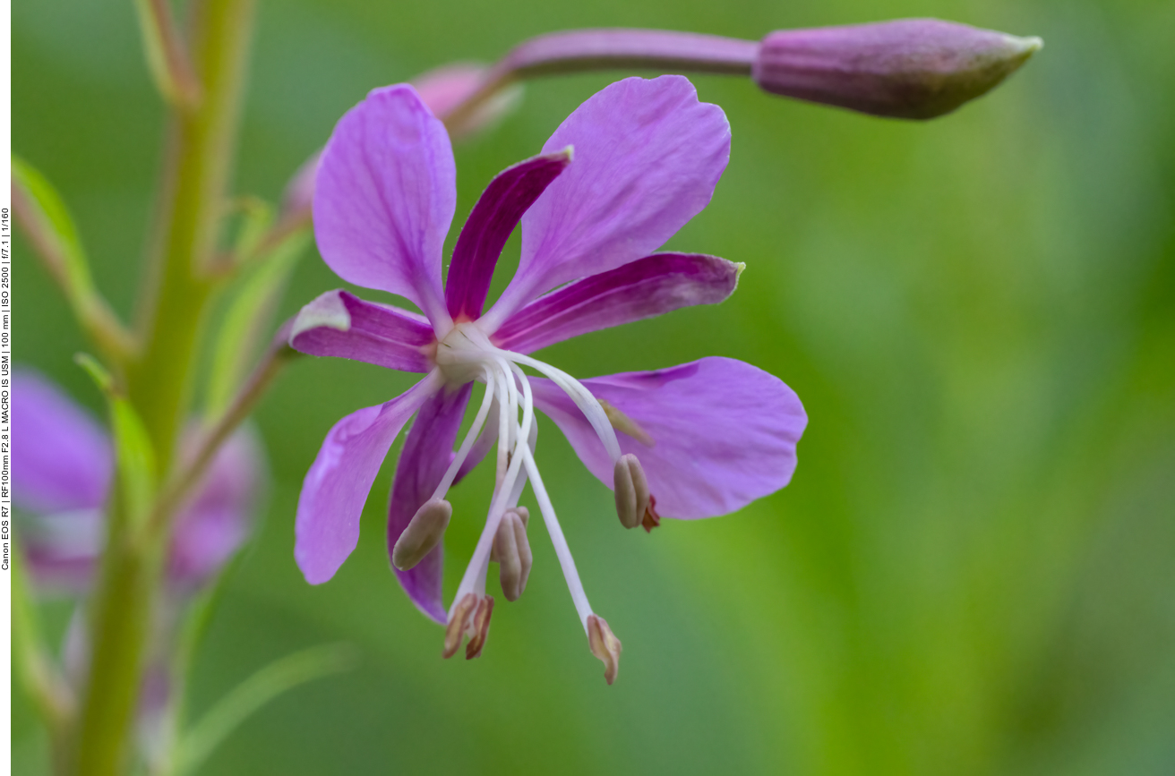 Schmalblättriges Weidenröschen [Epilobium angustifolium]