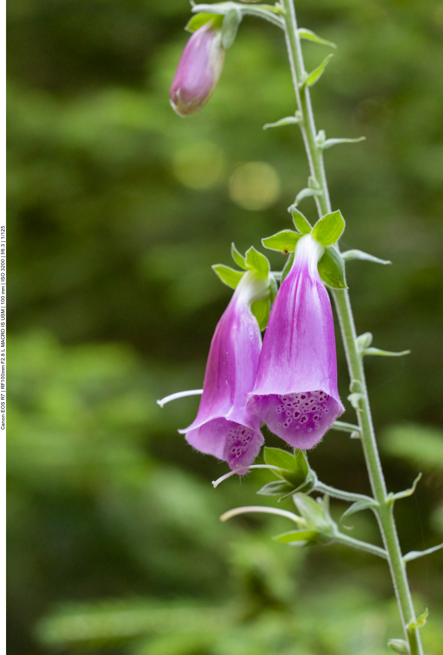 Rote Fingerhut [Digitalis purpurea]