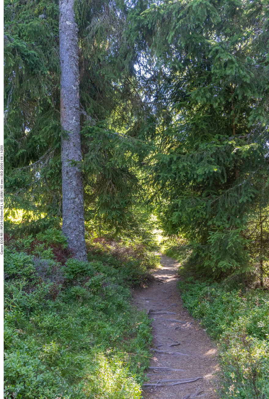 Pfad duch den Forst