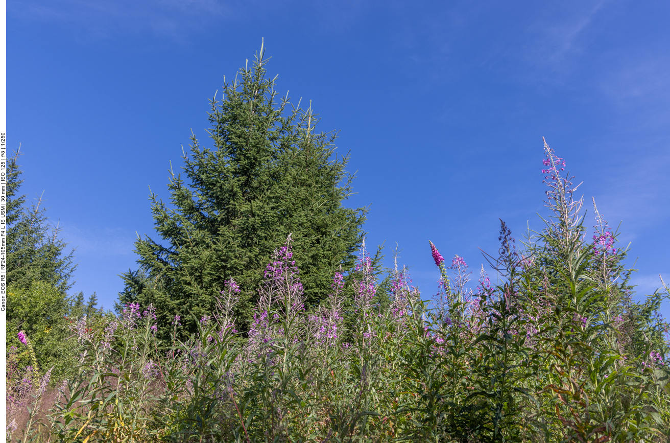 Lichtes Waldstück mit zahlreichen Weidenröschen
