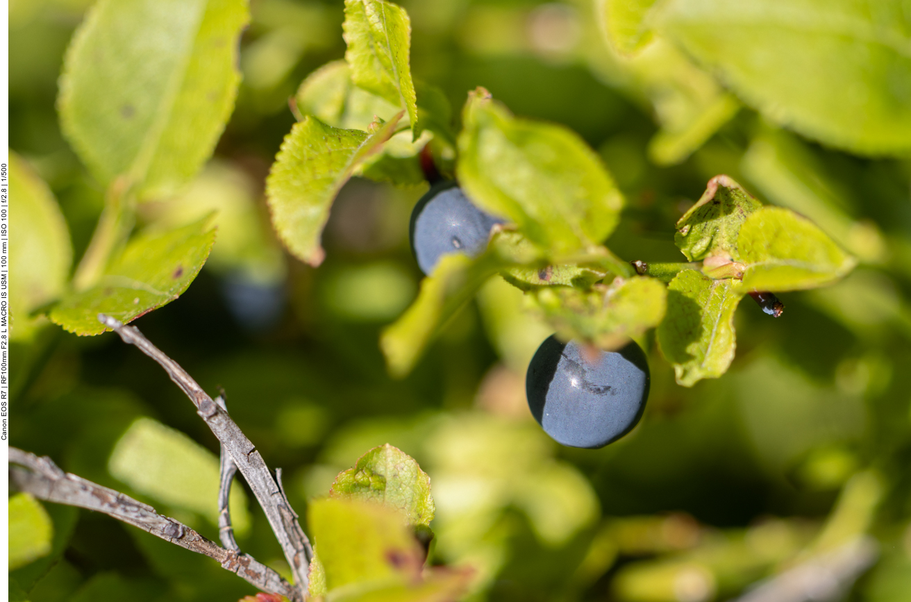 Die Blaubeeren sehen schon gut aus ...