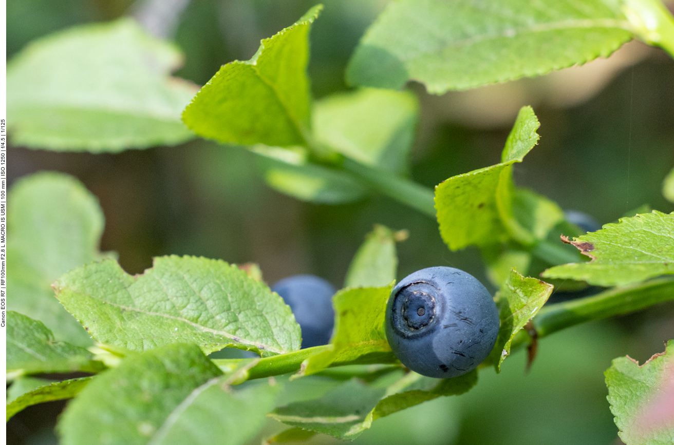 ... sind aber noch nicht süß