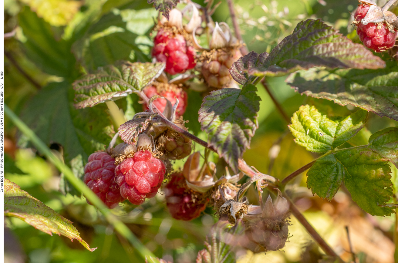 Die Brombeeren brauchen noch etwas bis sie reif sind
