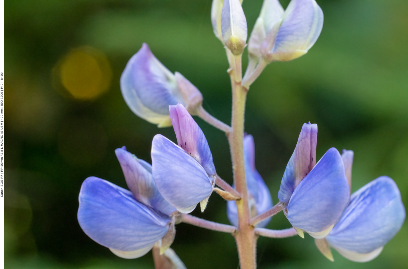 Schmalblättrige Lupine [Lupinus angustifolius]
