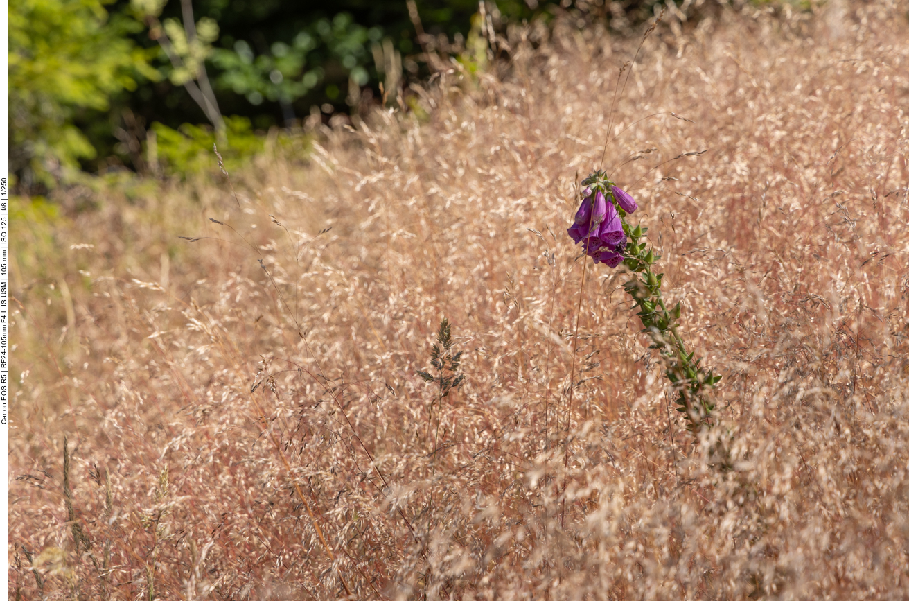 Digitalis Purpurea im hohen Gras