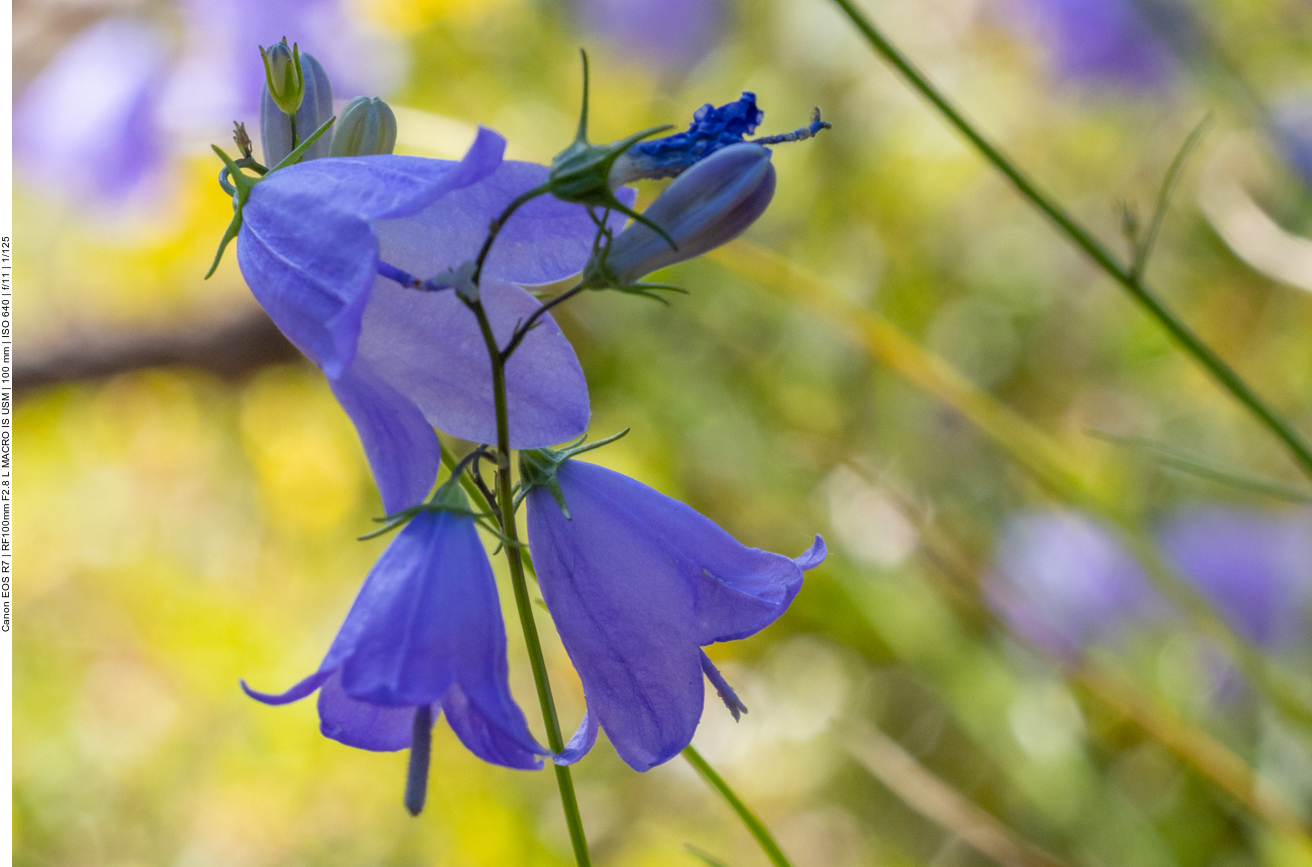 Rautenblättrige Glockenblume [Campanula rhomboidalis]
