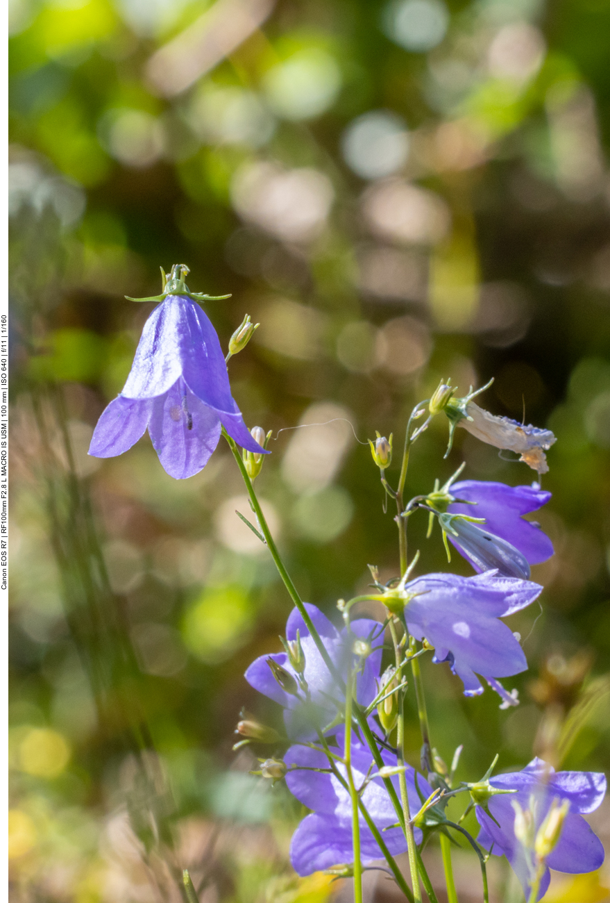 Rautenblättrige Glockenblume [Campanula rhomboidalis]