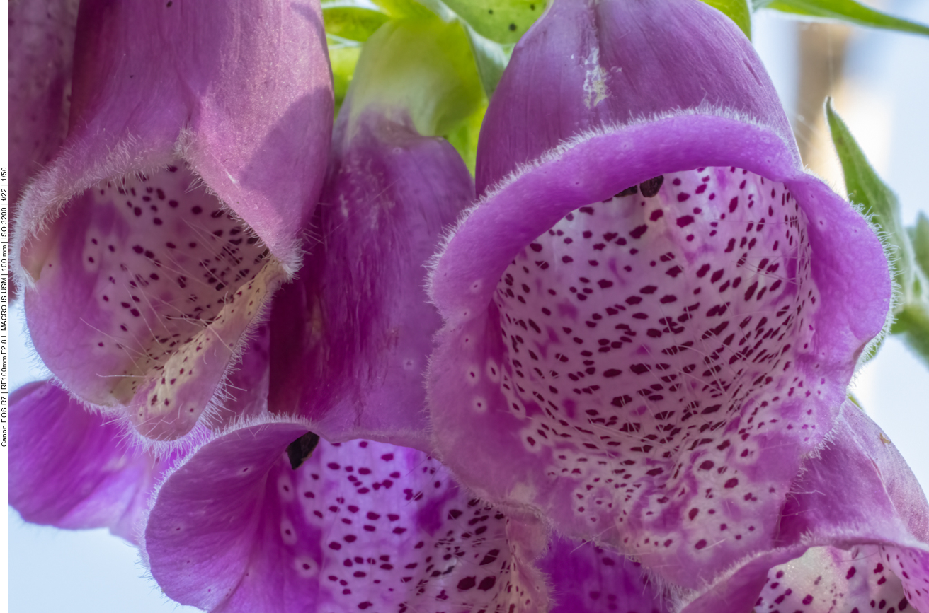 Roter Fingerhut [Digitalis Purpurea] mal etwas anders gesehen