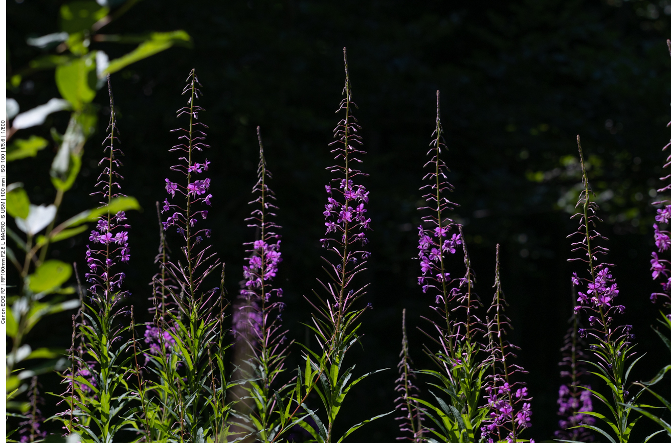 Viele Schmalblättrige Weidenröschen [Epilobium angustifolium]