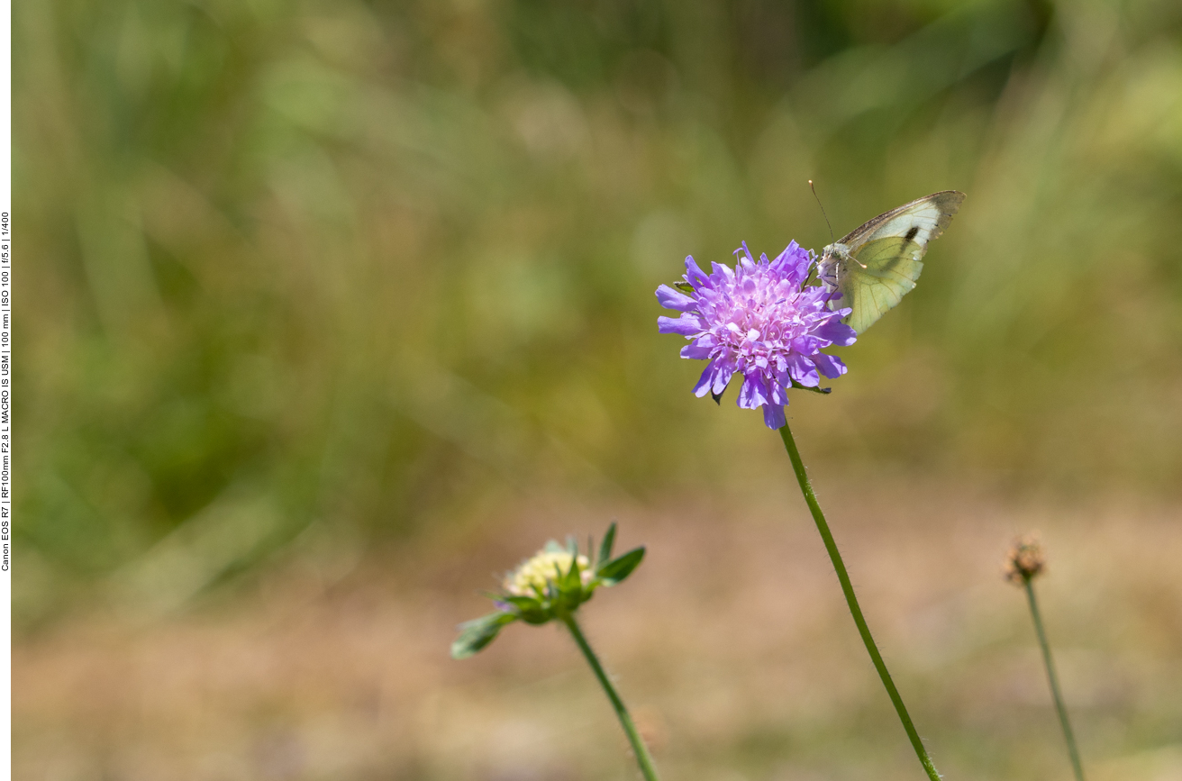 Großer Kohlweißling an Wald-Witwenblume [Knautia maxima]