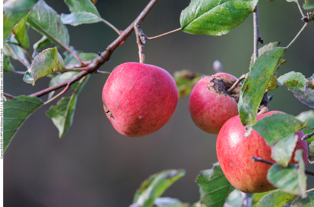 Schöne Äpfel gibt es hier auch