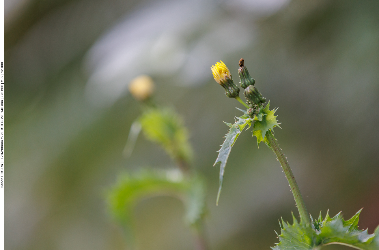 Raue Gänsedistel [Sonchus asper]