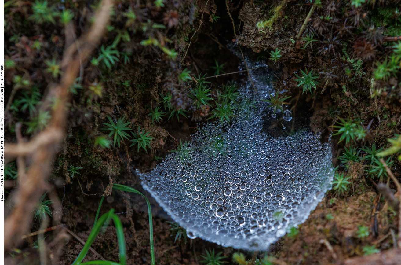 Spinnennetz mit Tautropfen
