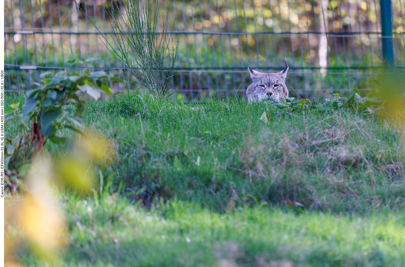 Luchs im Gras