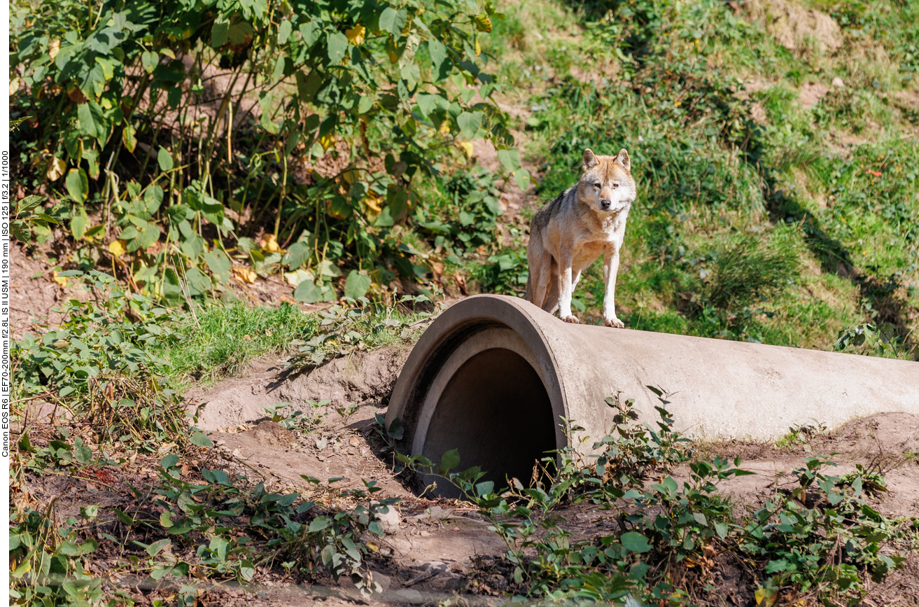 Noch ein schöner Wolf ...