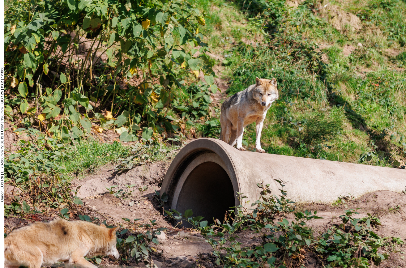 Wer kommt denn da angelaufen?