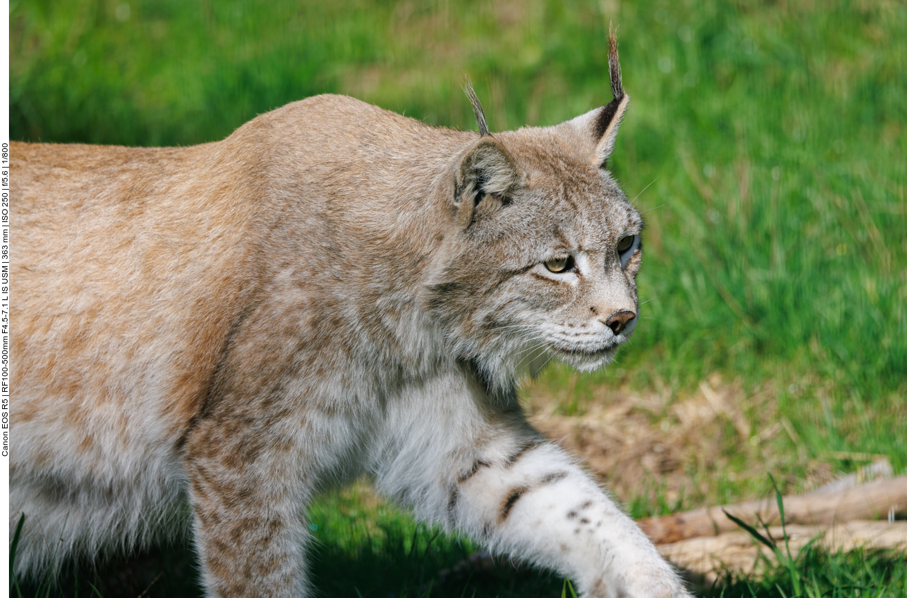 Der Luchs kommt angelaufen ...