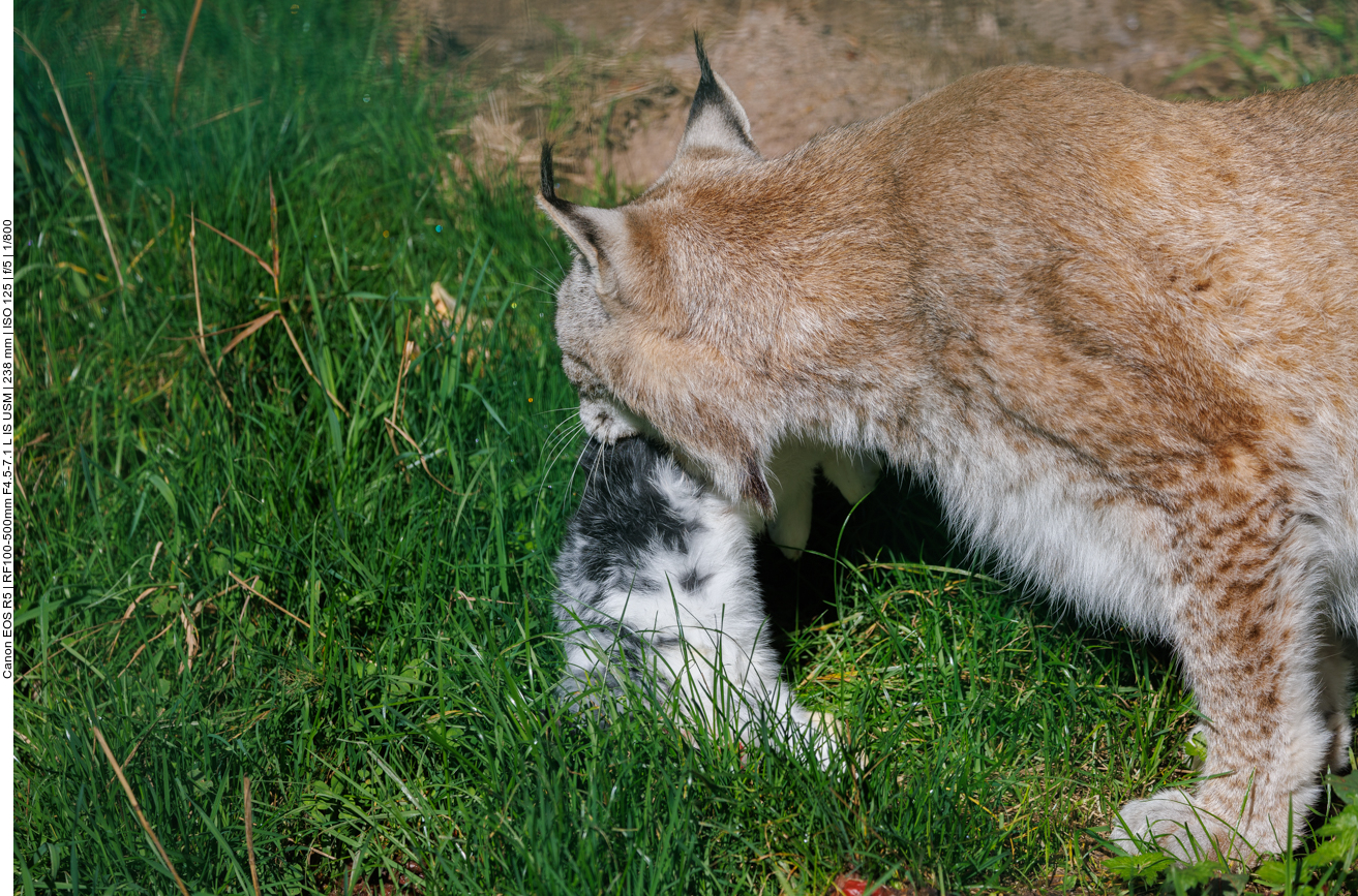 ... und schnappt sich ein Kaninchen
