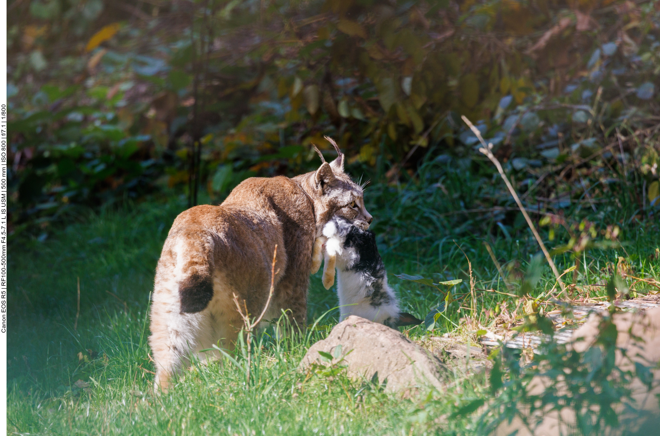 Schnell weg, da kommt Konkurrenz