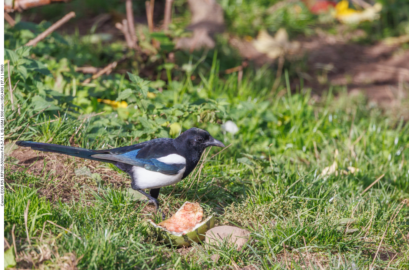 Ist es etwas die Elster?