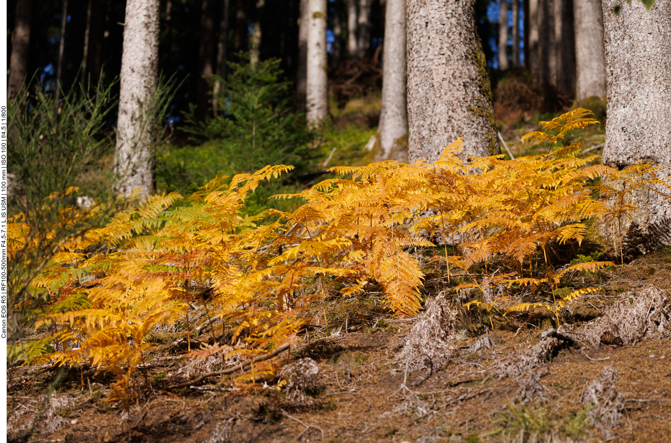 Oder versteckt sich etwas unter dem Farn?