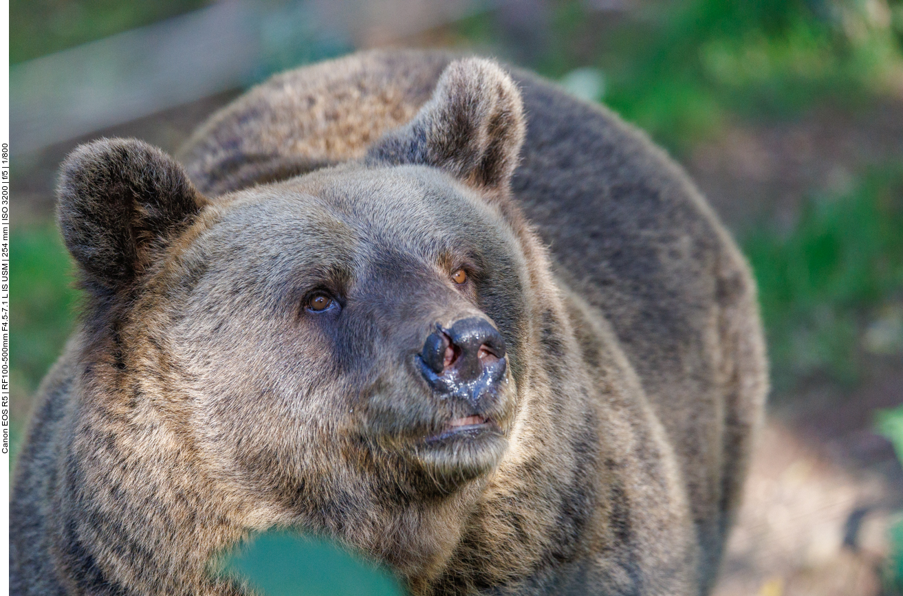 Sie ist die Mutter des berühmten Bruno, der erste Bär, der sich 2006, nach mehr als 150 Jahren, wieder in Deutschland blicken ließ und dann tragischerweise erschossen wurde