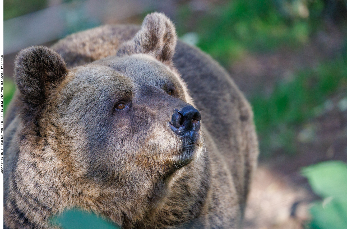 Jurka und Bruno wurden in ihrer alten Heimat, im norditalienischen Trentino, angefüttert und verloren so ihre natürliche Scheu vor Menschen, was zu Konflikten führte