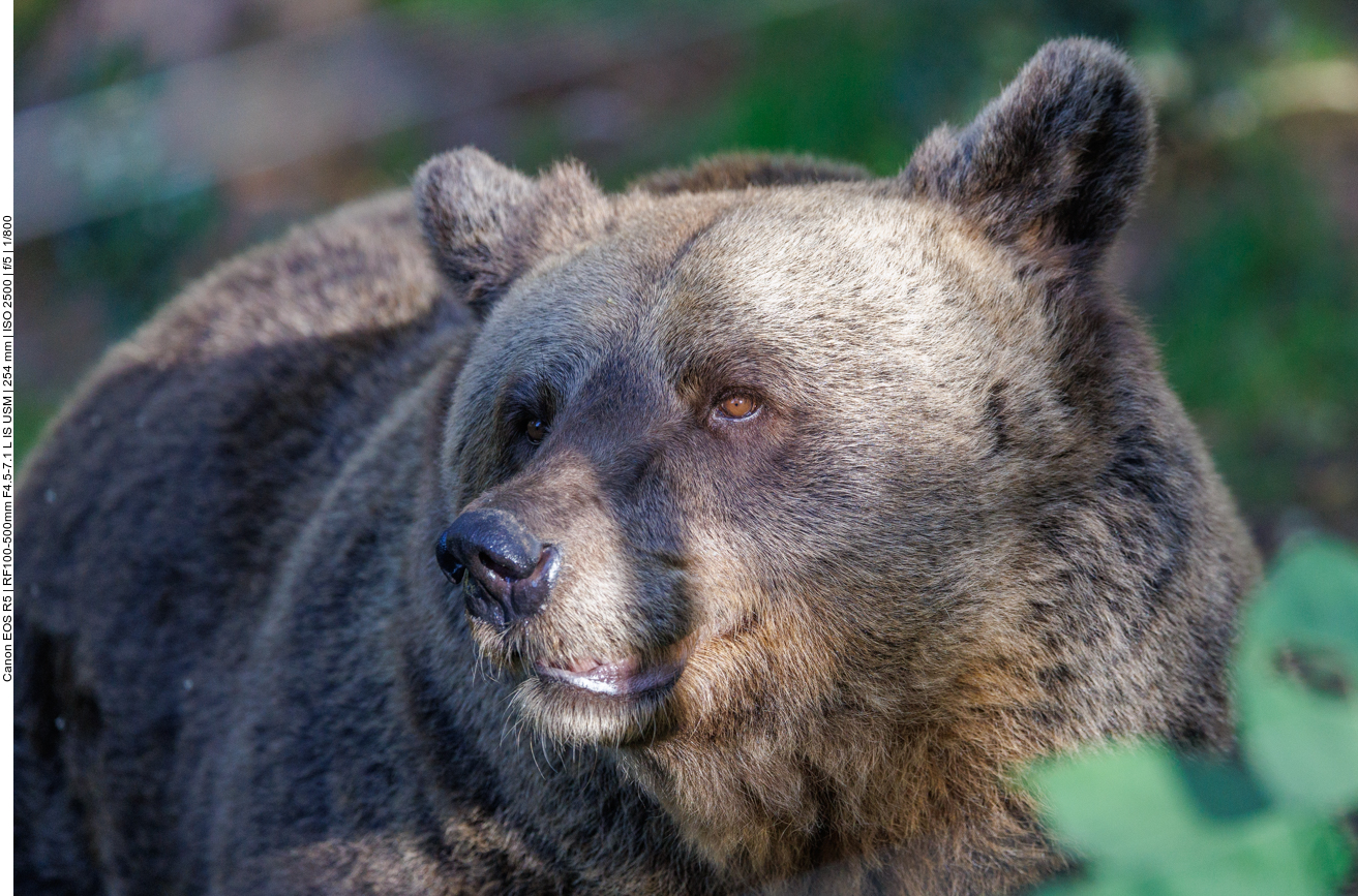 Bruno starb durch die Kugel, Jurka brachte man in ein kleines Gehege im Trentino. Von dort gelangte sie in den Schwarzwald