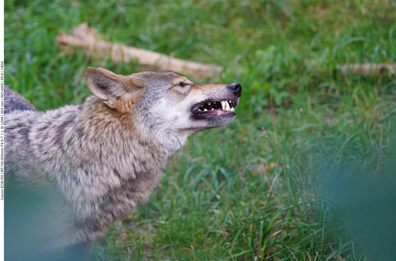 Hier werden Walnüsse geknackt