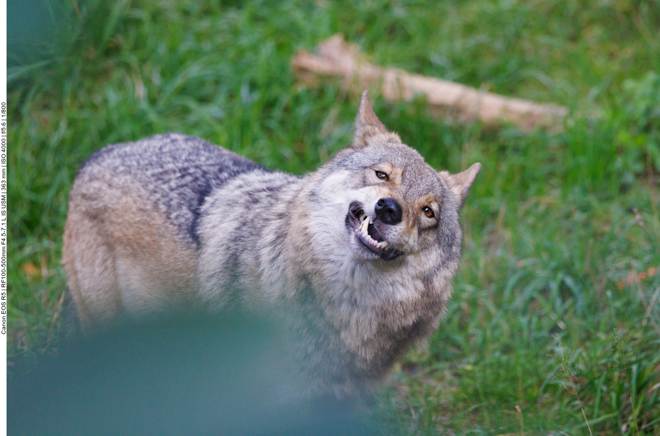 Sind doch ziemlich hart, die Nüsse