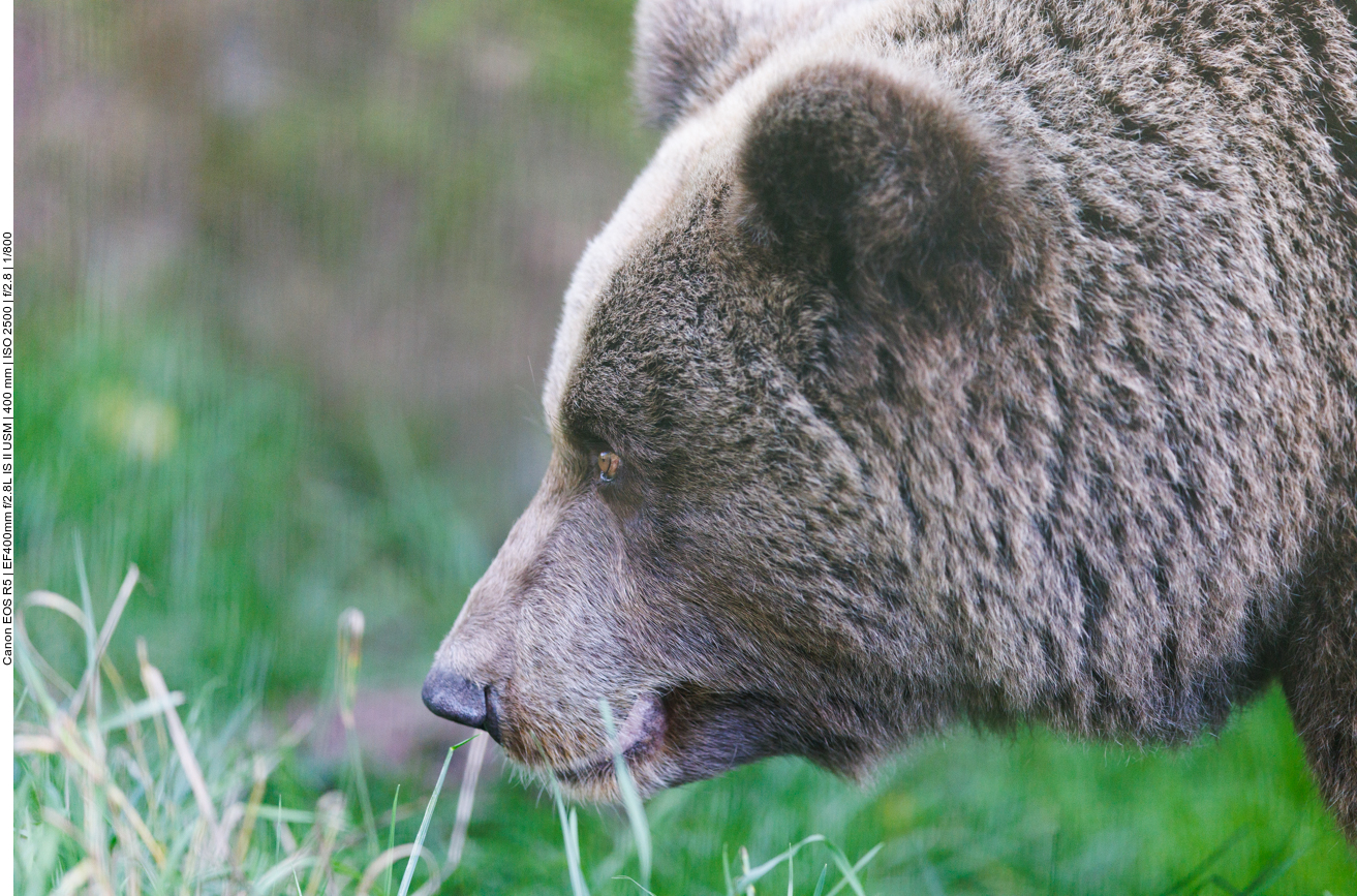Noch ein stattlicher Bär