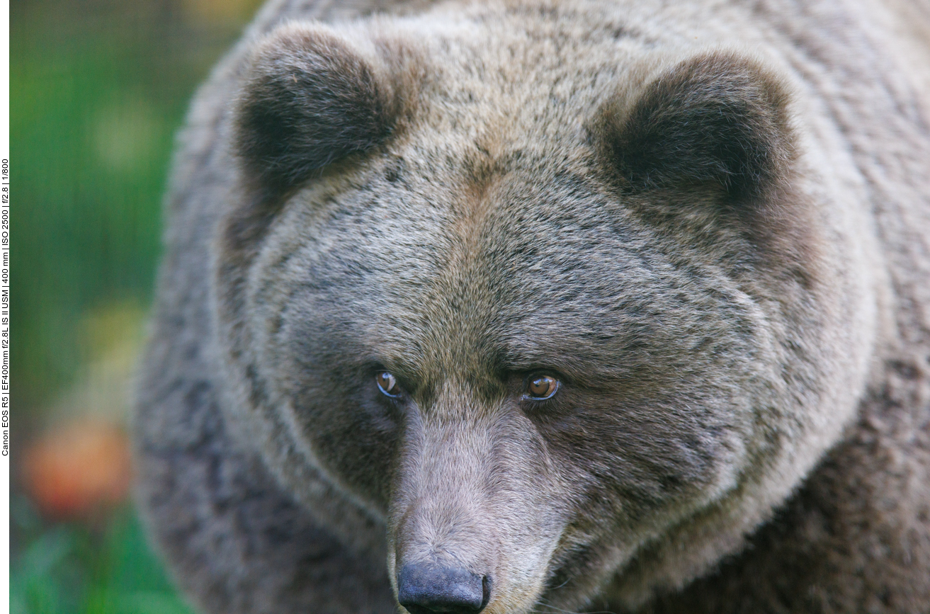 Durchdringender Blick